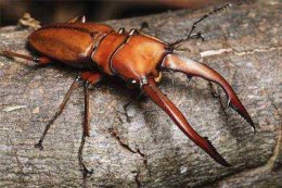 世界上最值钱的昆虫排行:蟋蟀竟上榜，第2世上最
