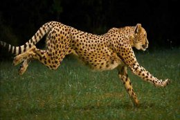 世界十大最快的动物 猎豹登顶袋鼠跳跃奔跑方式