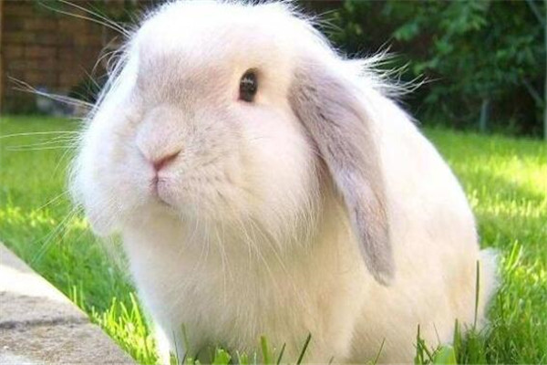 世界十大可爱的动物 安哥拉兔像毛球，第七性格超调皮但惹人爱