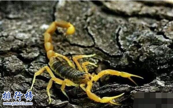 世界上最毒的蝎子:巴勒斯坦毒蝎,中东杀人狂魔(蛰一下致命)