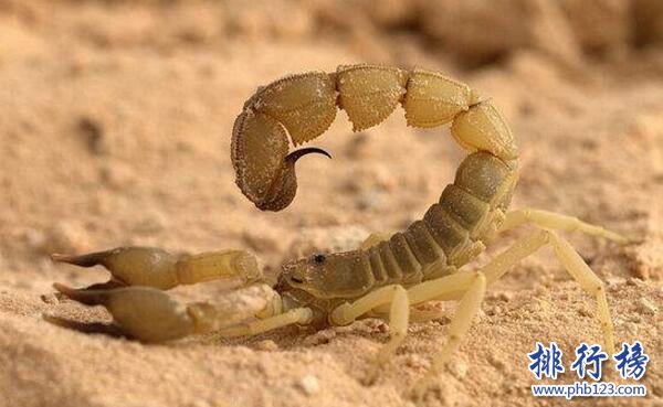 世界上最毒的蝎子:巴勒斯坦毒蝎,中东杀人狂魔(蛰一下致命)