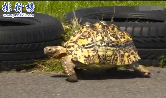 世界上跑的最快的乌龟：南非豹纹陆龟Bertie0.28米/秒，打破龟界记录