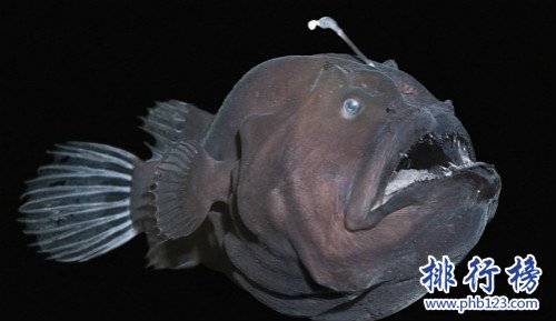 世界上最丑的鱼排行榜,水滴鱼位列第一（没有最丑只有更丑）