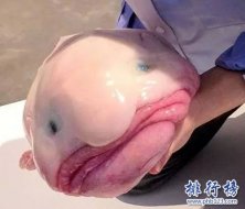 世界上最丑的鱼排行榜,水滴鱼位列第一（没有最