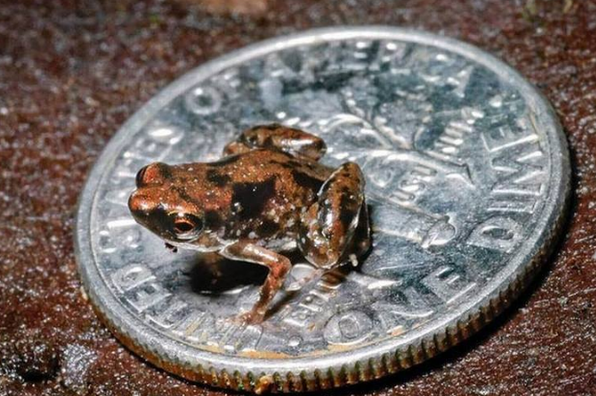 世界十大最小的动物 比指甲还小的青蛙，你见过吗