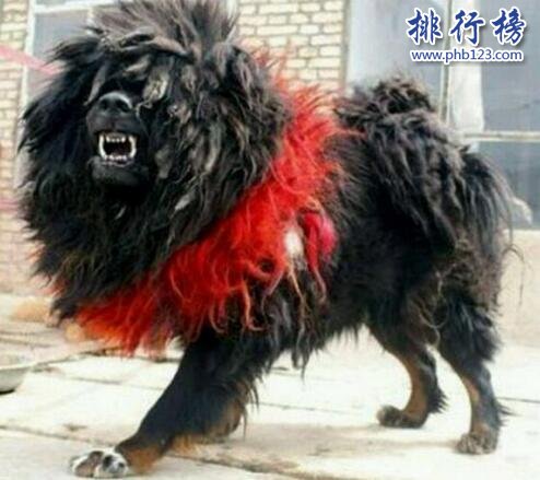 世界上最凶猛的狗排名,比特犬吊打藏獒称霸
