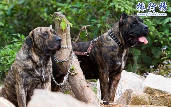 世界上最凶猛的狗排名,比特犬吊打藏獒称霸
